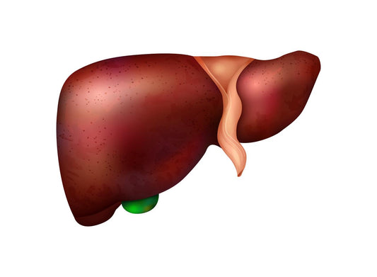 Liver and High Cholesterol: Managing Levels