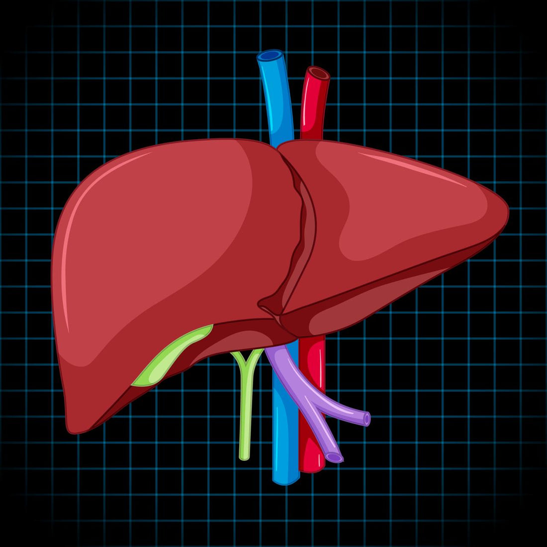 Liver and Kidney Health: Interconnected Systems