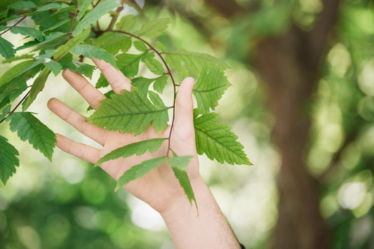 Neem and Digestive Health: Tips for Wellness