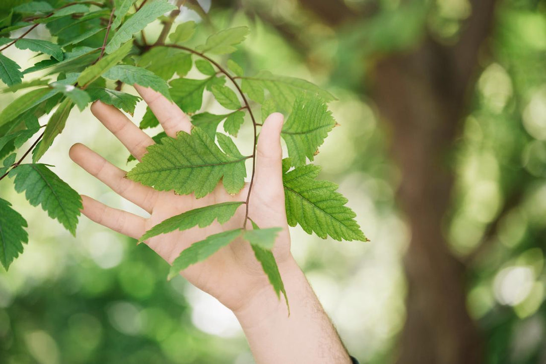 Neem and Immunity: Boosting Your Defenses