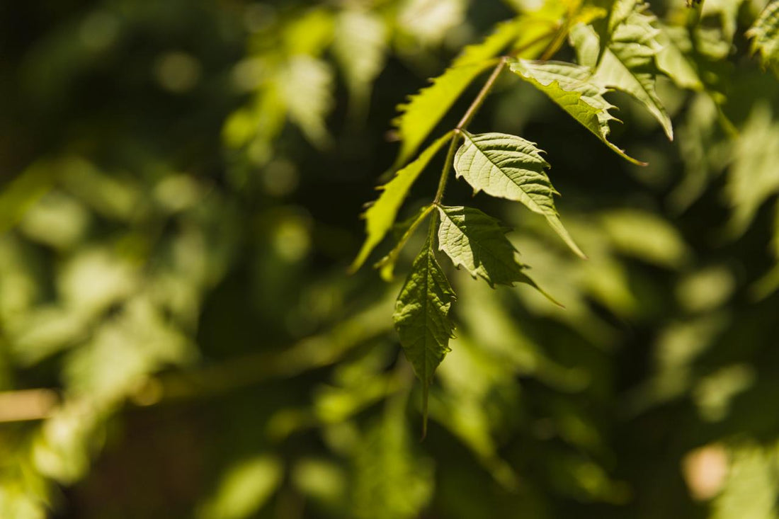 Neem for Health and Wellbeing