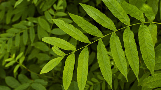 What are the Health Benefits of Neem Leaves?